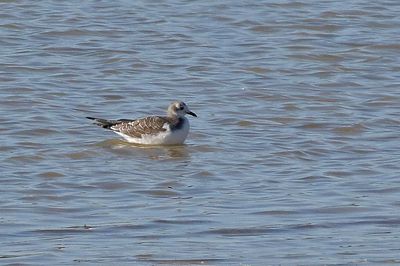 Sabine's Gull 2023-10-09