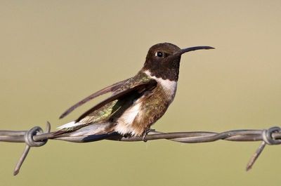 Black-chinned Hummingbird 2023-07-02