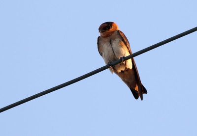 Cave Swallow 2023-06-29