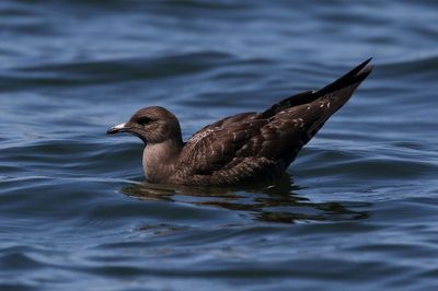 Long-tailed Jaeger 2023-08-29