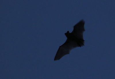 Bat 2023-07-01