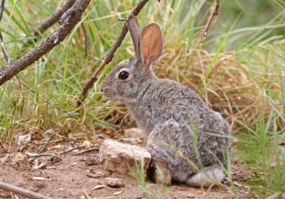 Desert Cottontail 2023-06-30