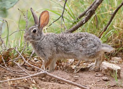 Desert Cottontail 2023-06-30