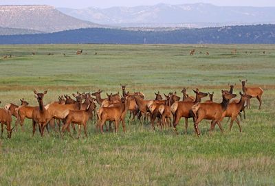 Elk 2023-06-27