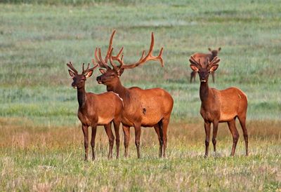Elk 2023-06-27