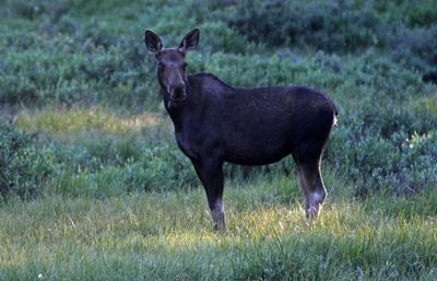 Moose 2023-07-16