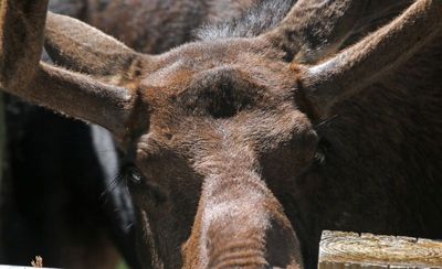 Moose 2023-08-14