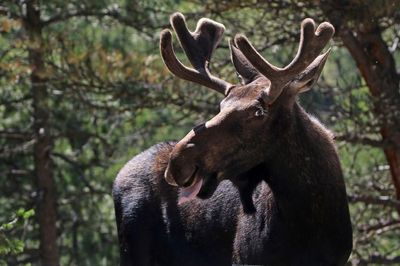 Moose 2023-08-14
