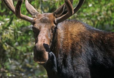 Moose 2023-08-14