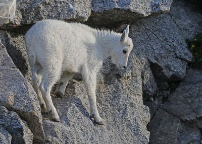 Mountain Goat 2023-07-19