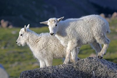 Mountain Goat 2023-07-19