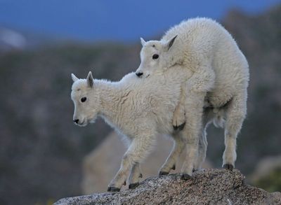 Mountain Goat 2023-07-19