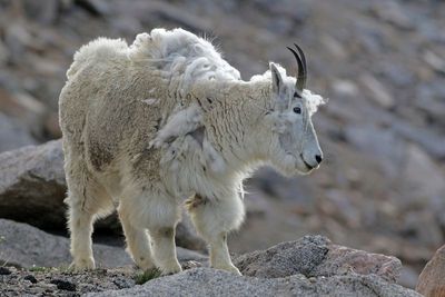 Mountain Goat 2023-07-19