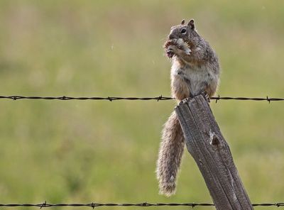 Rock Squirrel 2023-06-27