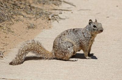 Rock Squirrel 2023-07-02
