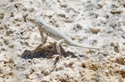 Bleached Earless Lizard 2023-07-01