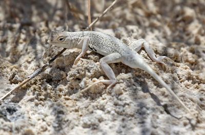 Bleached Earless Lizard 2023-07-01