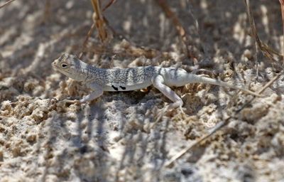 Bleached Earless Lizard 2023-07-01