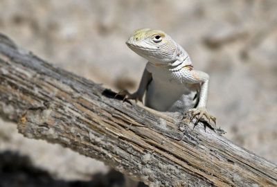 Bleached Earless Lizard 2023-07-01