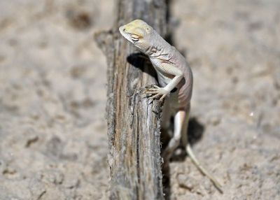 Bleached Earless Lizard 2023-07-01