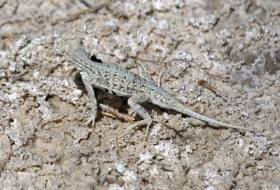 Bleached Earless Lizard 2023-07-01