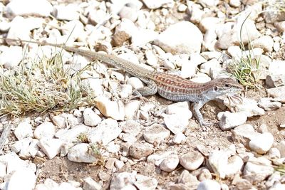 Chihuahuan Spotted Whiptail 2023-06-29