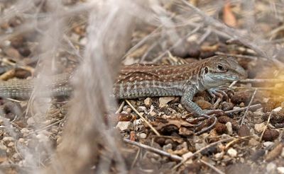 Chihuahuan Spotted Whiptail 2023-06-30