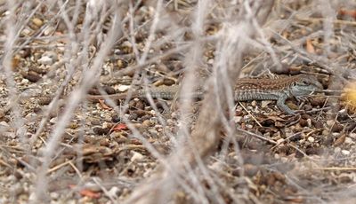 Chihuahuan Spotted Whiptail 2023-06-30