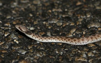 Chihuhuan Night Snake 2023-06-29