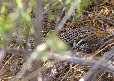 Common Checkered Whiptail 2023-06-29