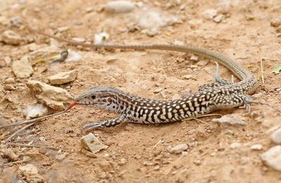 Common Checkered Whiptail 2023-06-30