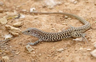 Common Checkered Whiptail 2023-06-30