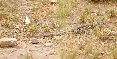 Common Checkered Whiptail 2023-06-30