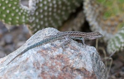 Eastern Side-blotched Lizard 2023-07-01