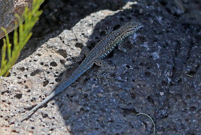 Eastern Side-blotched Lizard 2023-07-02