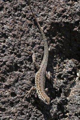 Eastern Side-blotched Lizard 2023-07-02