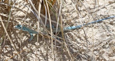 Little White Whiptail 2023-07-01