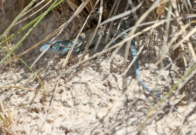 Little White Whiptail 2023-07-01
