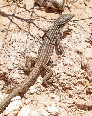New Mexico Whiptail 2023-07-02