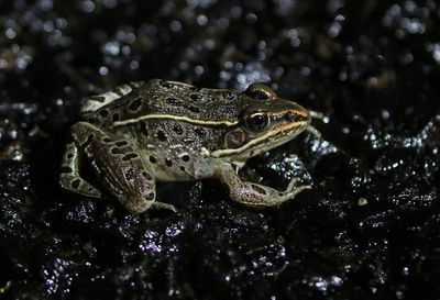 Northern Leopard Frog 2023-08-06