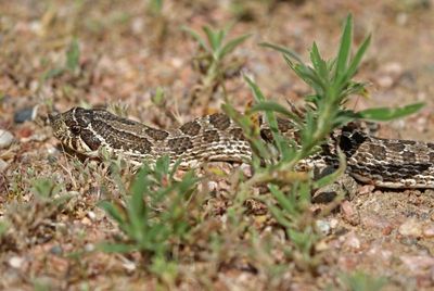 Plains Hog-nosed Snake 2023-07-04