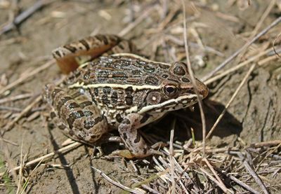 Plains Leopard Frog 2023-08-29