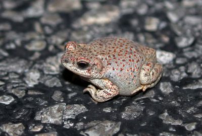Red-spotted Toad 2023-06-27