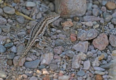 Southwestern Fence Lizard 2023-07-01
