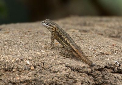 Southwestern Fence Lizard 2023-06-30