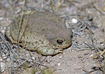 Texas Toad 2023-06-29