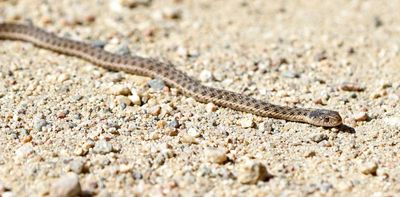 Wandering Garter Snake 2023-08-14