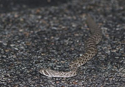Western Diamondback Rattlesnake 2023-06-29