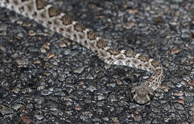 Western Diamondback Rattlesnake 2023-06-29