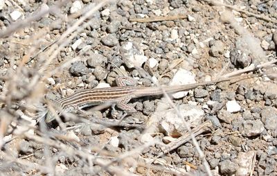 New Mexico Whiptail 2023-07-02
